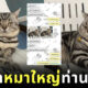 ปลอกคอแมวอ้วน