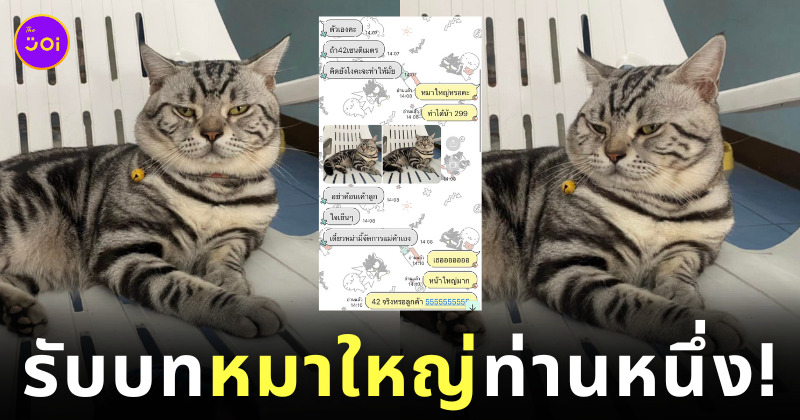 ปลอกคอแมวอ้วน