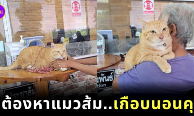 คดีแมวส้มอึลงแปลงผักเพื่อนบ้าน