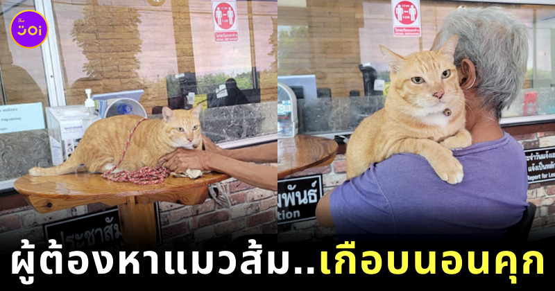คดีแมวส้มอึลงแปลงผักเพื่อนบ้าน
