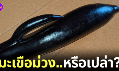 มะเขือม่วงญี่ปุ่น
