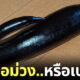 มะเขือม่วงญี่ปุ่น
