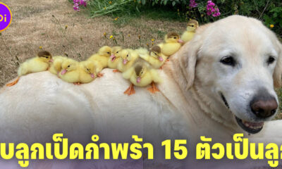 เฟร็ด หมาลาบราดอร์ชื่อดังในอังกฤษ รับลูกเป็ดกำพร้าเป็นลูก 15 ตัว