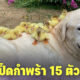 เฟร็ด หมาลาบราดอร์ชื่อดังในอังกฤษ รับลูกเป็ดกำพร้าเป็นลูก 15 ตัว
