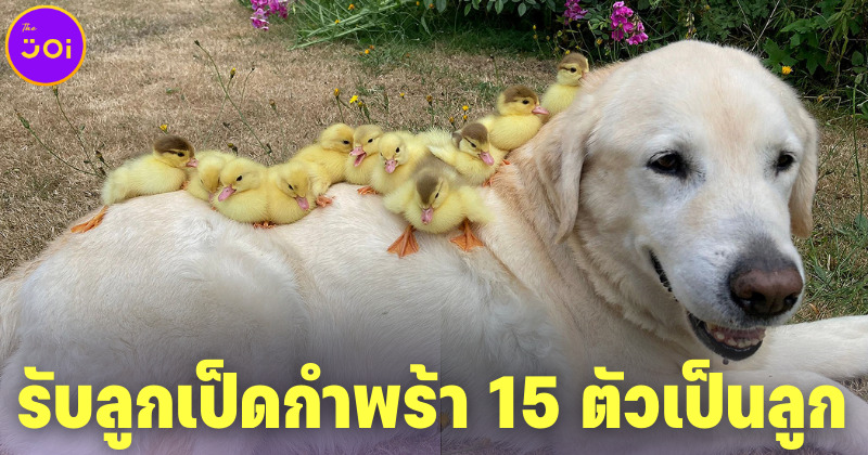เฟร็ด หมาลาบราดอร์ชื่อดังในอังกฤษ รับลูกเป็ดกำพร้าเป็นลูก 15 ตัว