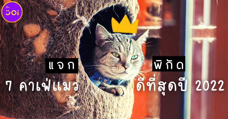7 คาเฟ่แมวที่ดีที่สุดในกทม. ปี 2022 เล่นกับน้องสนุก ของกินก็อร่อย