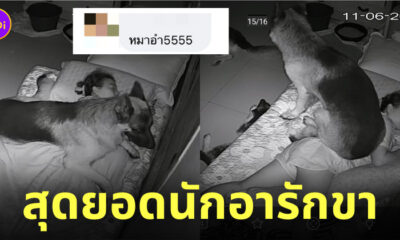 เยอรมันเชพเพิร์ด อารักขา