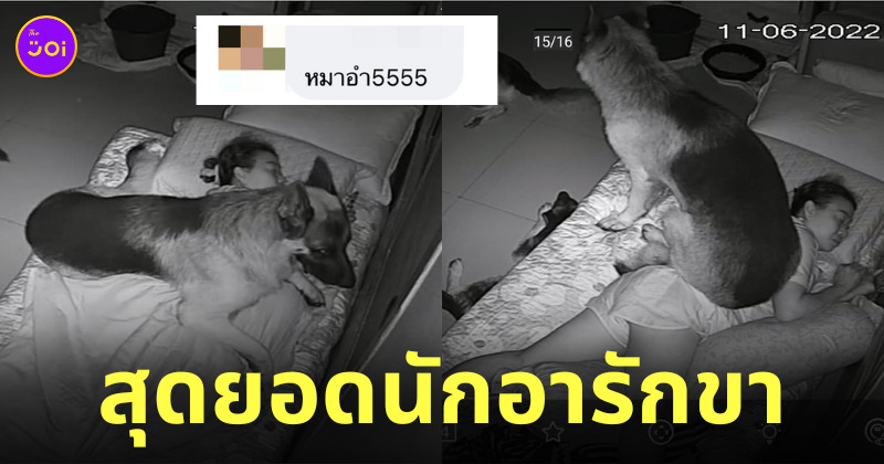 เยอรมันเชพเพิร์ด อารักขา