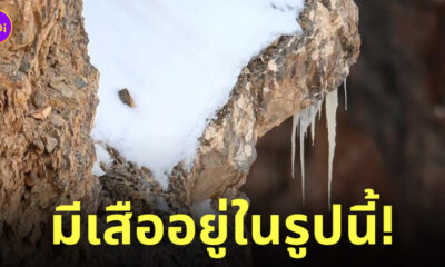 เสือดาวหิมะ พรางตัว