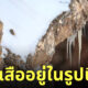 เสือดาวหิมะ พรางตัว