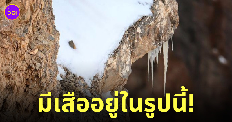 เสือดาวหิมะ พรางตัว
