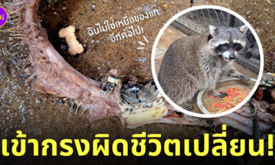 งูเหลือมเข้ากรงแรคคูน