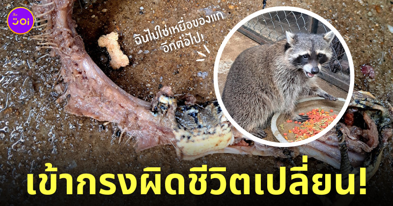 งูเหลือมเข้ากรงแรคคูน