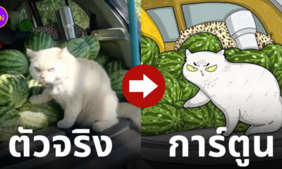 มีมแมว การ์ตูน