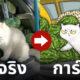 มีมแมว การ์ตูน