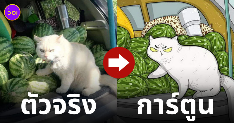 มีมแมว การ์ตูน