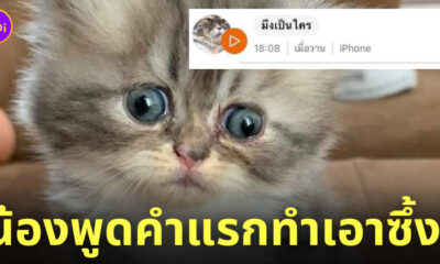 แมวพูดได้ meowtalk