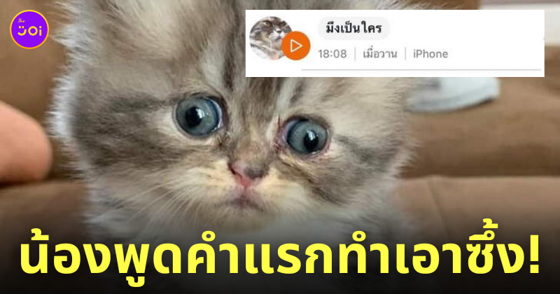 แมวพูดได้ meowtalk