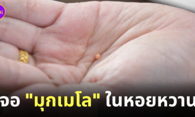 มุกเมโล หอยหวาน