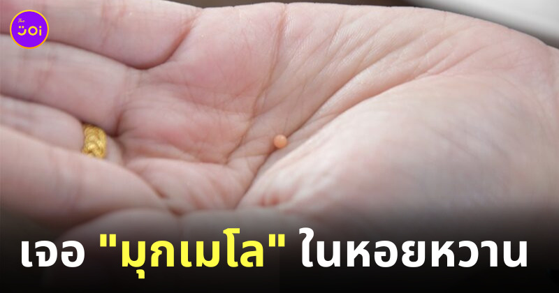 มุกเมโล หอยหวาน