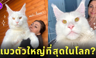 แมวตัวใหญ่ที่สุดในโลก
