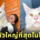 แมวตัวใหญ่ที่สุดในโลก