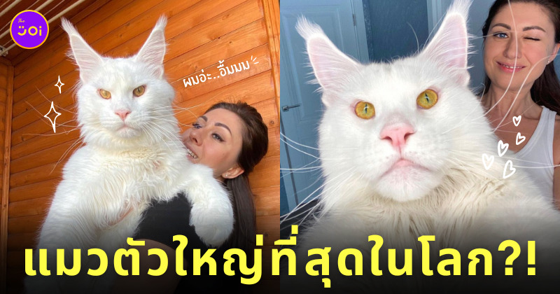 แมวตัวใหญ่ที่สุดในโลก