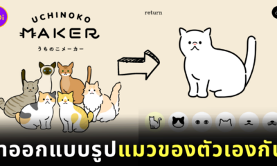 เว็บไซต์ดีไซน์ภาพแมว
