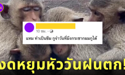 ลิงพระปรางค์สามยอด ตากฝน