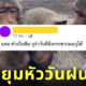 ลิงพระปรางค์สามยอด ตากฝน