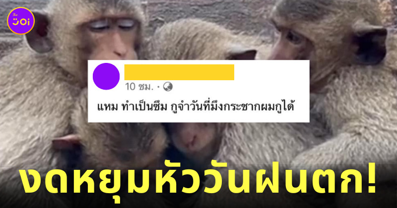 ลิงพระปรางค์สามยอด ตากฝน