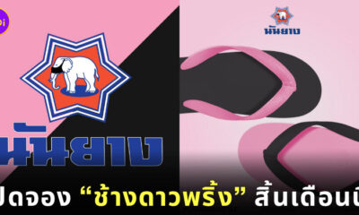 ช้างดาวพริ้ง นันยาง