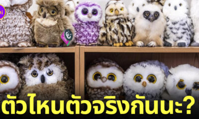 นกฮูกปลอมเป็นตุ๊กตา