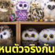 นกฮูกปลอมเป็นตุ๊กตา