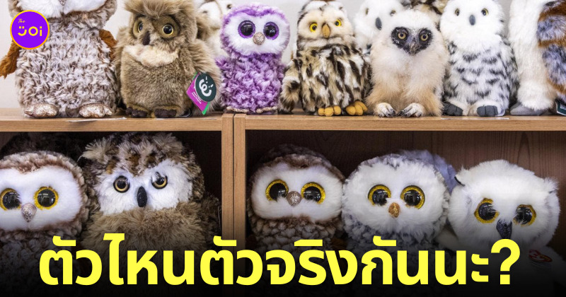 นกฮูกปลอมเป็นตุ๊กตา