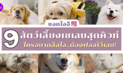 ไอจีสัตว์เลี้ยงเซเลบสุดคิวท์