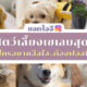 ไอจีสัตว์เลี้ยงเซเลบสุดคิวท์