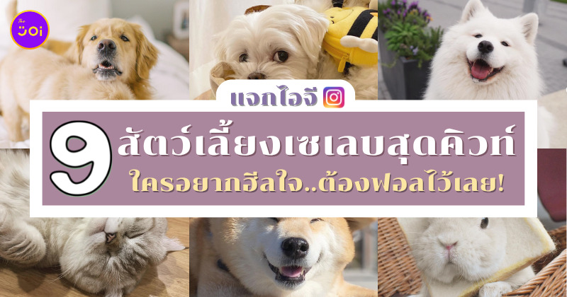 ไอจีสัตว์เลี้ยงเซเลบสุดคิวท์