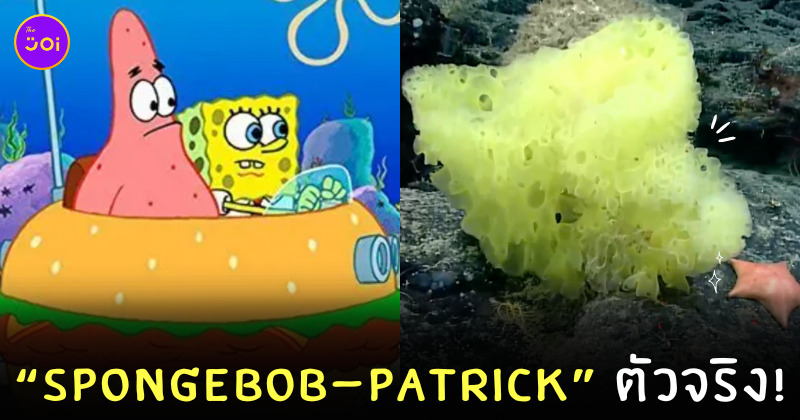 SpongeBob และ Patrick Star ใต้ทะเล