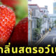 ถนนกลิ่นสตรอว์เบอร์รี