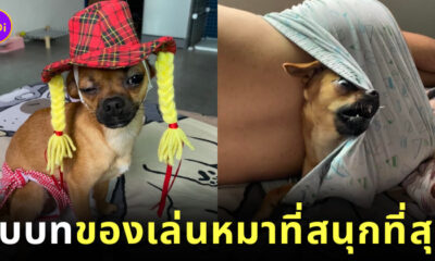 ทาสเป็นของเล่นหมา ใครก็ได้เอาหมาผมไปปล่อยวัดที