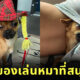 ทาสเป็นของเล่นหมา ใครก็ได้เอาหมาผมไปปล่อยวัดที