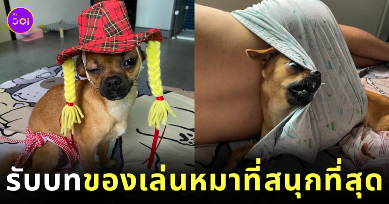 ทาสเป็นของเล่นหมา ใครก็ได้เอาหมาผมไปปล่อยวัดที