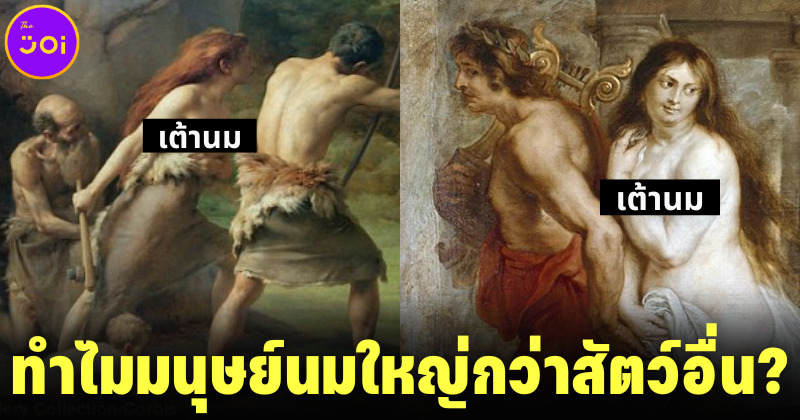 นักสัตววิทยาเผยคำตอบ ทำไมมนุษย์นมใหญ่กว่าสิ่งมีชีวิตอื่น