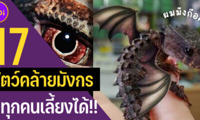 เผย 17 สัตว์คล้ายมังกรที่ทุกคนเลี้ยงได้ที่บ้าน