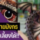 เผย 17 สัตว์คล้ายมังกรที่ทุกคนเลี้ยงได้ที่บ้าน