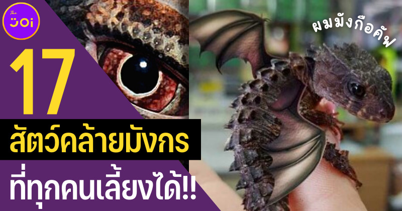 เผย 17 สัตว์คล้ายมังกรที่ทุกคนเลี้ยงได้ที่บ้าน