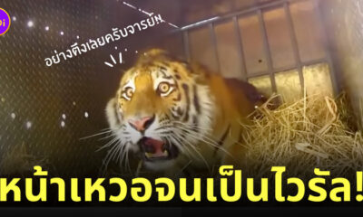 เสือหน้าเหวอ ปล่อยกลับป่า