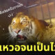 เสือหน้าเหวอ ปล่อยกลับป่า
