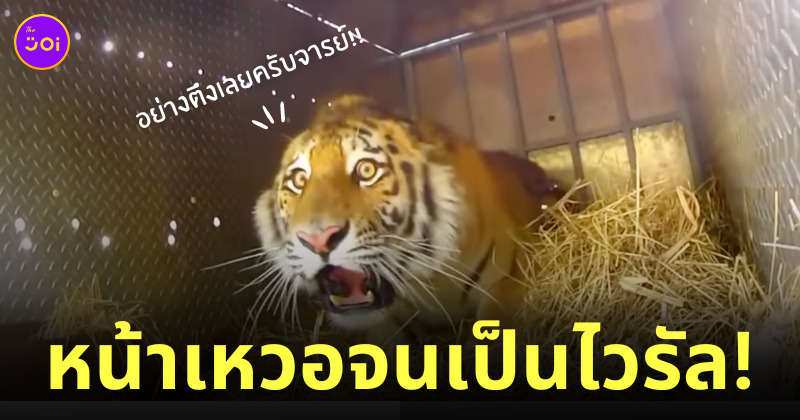 เสือหน้าเหวอ ปล่อยกลับป่า